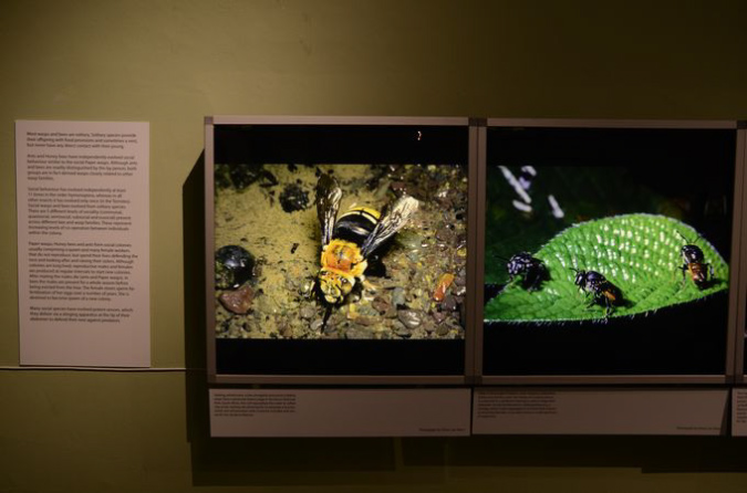 Wasp_exhibition__DSC3461